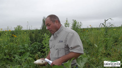 Growing a Chaos Garden: Mix Edibles, Flowers & Beneficial Insects Together