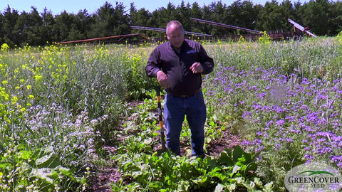 Sugar Beets for Food Plots and Grazing: What Works and What Doesn't