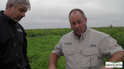 Wooly Pod Vetch: Spring Annual Growth and Nitrogen Production
