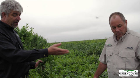 Cowpeas as a Warm-Season Legume Cover Crop