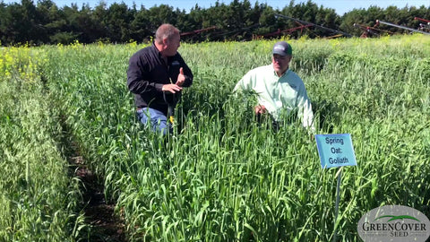 Spring Oats Varieties: Haydn vs. Goliath for Seed and Forage