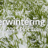 Overwintering Mix for Fall Planting: Cover Crop Tour