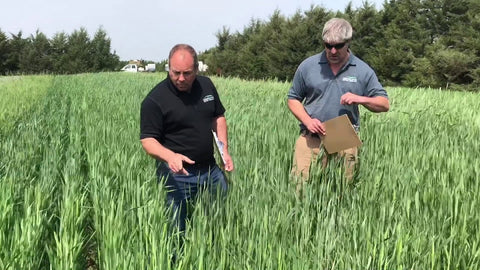 Fridge vs. 813 Triticale: Which Variety Fits Your Operation
