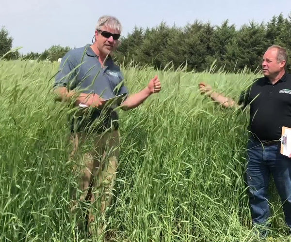 Aroostook Rye vs. Elbon Rye: Which Matures First & Grows Faster – Green ...