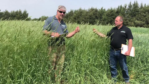 Aroostook Rye vs. Elbon Rye: Which Matures First & Grows Faster