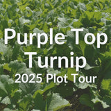 Purple Top Turnip for Winter Grazing: 2025 Test Plot Tour