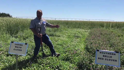 Winter Annual Monocultures vs. Perennial Pasture Mixes: What Works for Livestock