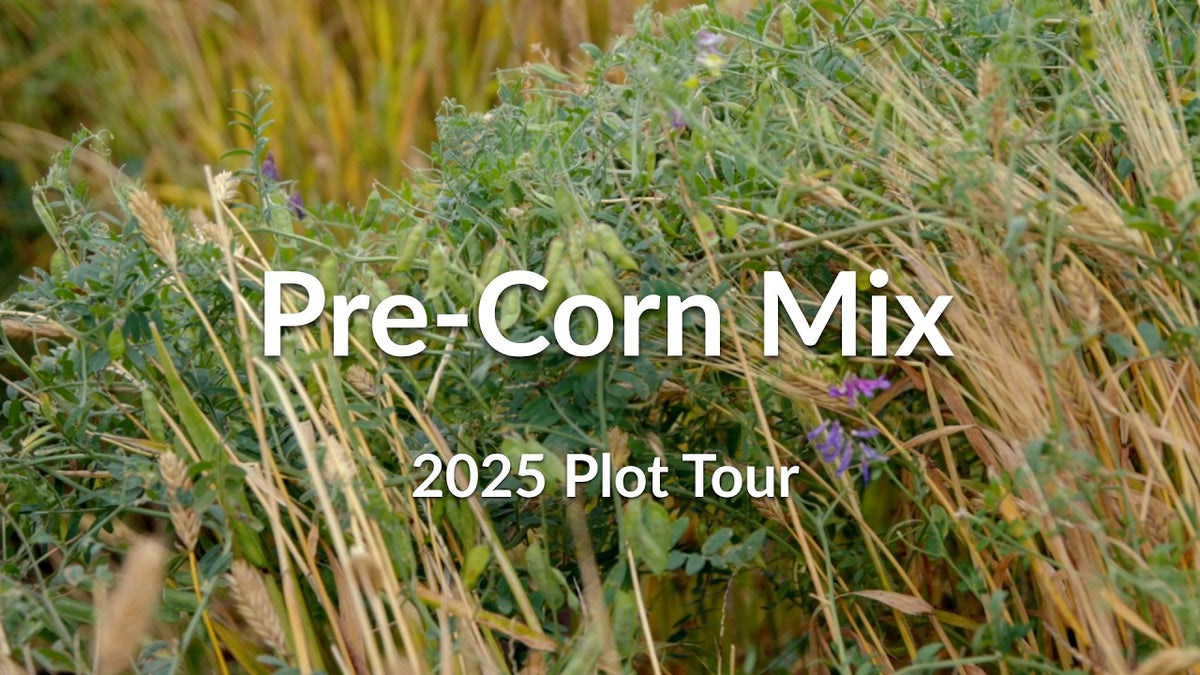 Pre-Corn Cover Crop Mix: Winter Barley, Hairy Vetch & Camelina
