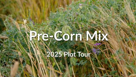 Pre-Corn Cover Crop Mix: Winter Barley, Hairy Vetch & Camelina