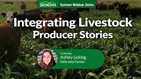 How Ashley Licking Uses Cover Crops and Rotational Grazing to Feed Cattle