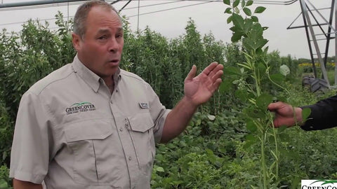 Guar: A Drought-Tolerant Cover Crop for Extreme Conditions
