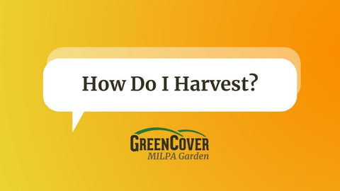 MILPA Harvest Guide: What to Pick and When