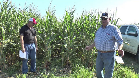 Interseeding Cover Crops Into Standing Corn: What Works in Shade