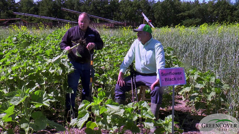 Sunflowers for Cover Crops: Deep Roots and Budget-Friendly Biomass
