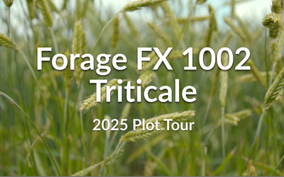 Forage FX 1002 Triticale: Cold-Hardy Beardless Variety for Dryland Forage