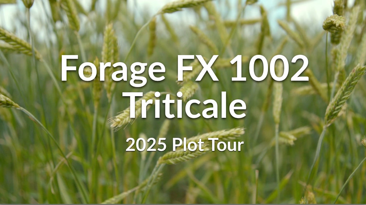 Forage FX 1002 Triticale: Cold-Hardy Beardless Variety for Dryland Forage
