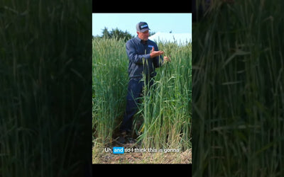 FX1002 Triticale: Cold-Hardy Forage for Grazing and Hay