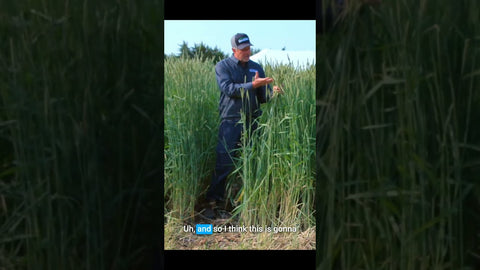 FX1002 Triticale: Cold-Hardy Forage for Grazing and Hay