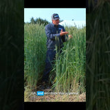 FX1002 Triticale: Cold-Hardy Forage for Grazing and Hay