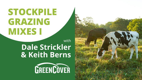 Stockpile Grazing Mixes for Winter Feed: Summer Annuals That Cut Hay Costs