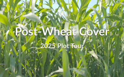 Post-Wheat Cover: Capture Summer Sunlight and Build Soil