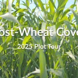 Post-Wheat Cover: Capture Summer Sunlight and Build Soil
