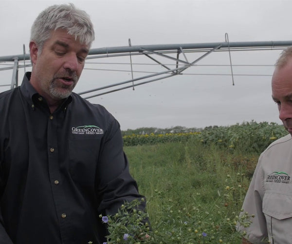 Flax as a Cover Crop: Durability, Root Systems, and Wildlife Benefits ...