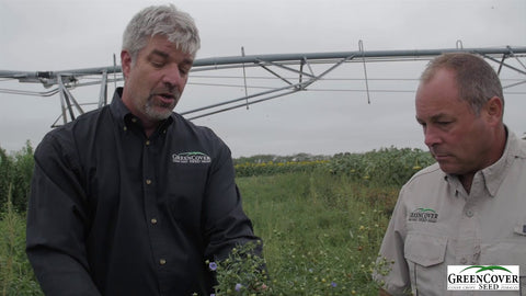 Flax as a Cover Crop: Durability, Root Systems, and Wildlife Benefits