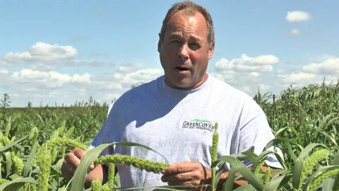 White Wonder Millet for Cover Crops and Wildlife Food Plots