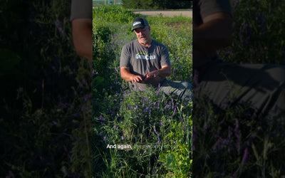 Hard Seed in Hairy Vetch: What You Need to Know Before Planting