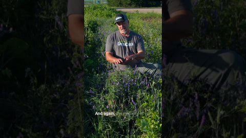 Hard Seed in Hairy Vetch: What You Need to Know Before Planting