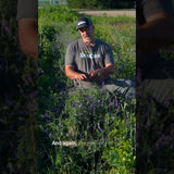 Hard Seed in Hairy Vetch: What You Need to Know Before Planting