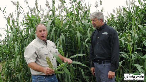 400 BMR Forage Sorghum for High-Quality Grazing and Silage