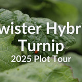 Twister Hybrid Turnip for Spring and Summer Grazing