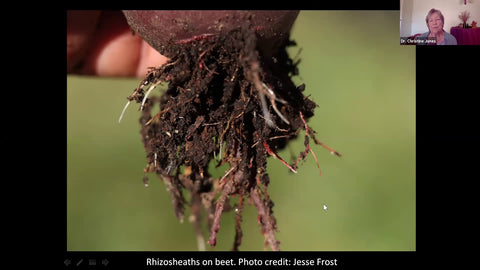 The Phosphorus Paradox: Why Your Soil Might Have Enough P Already