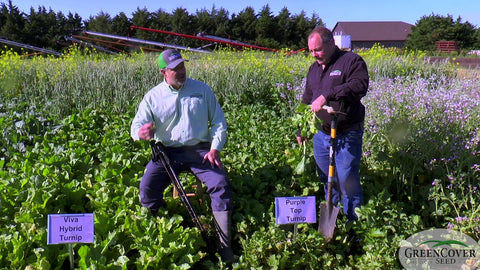 Purple Top vs. Hybrid Turnips: Which One for Your Spring Grazing?