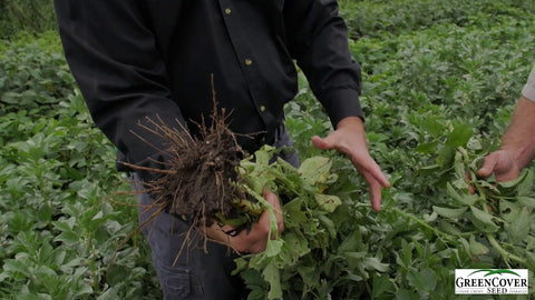 Faba Beans as a Cover Crop: What We Learned from Summer 2016
