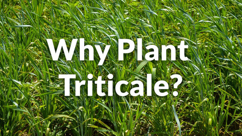 Why Plant Triticale for Spring Grazing