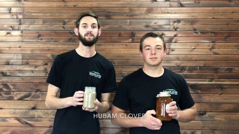 Hubam Clover: Deep Roots, Nitrogen Fixation, and Late-Season Blooms