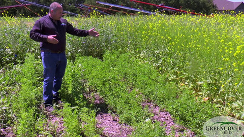 Sweet Clover: Three Varieties for Nitrogen Fixation and Pollinator Bloom