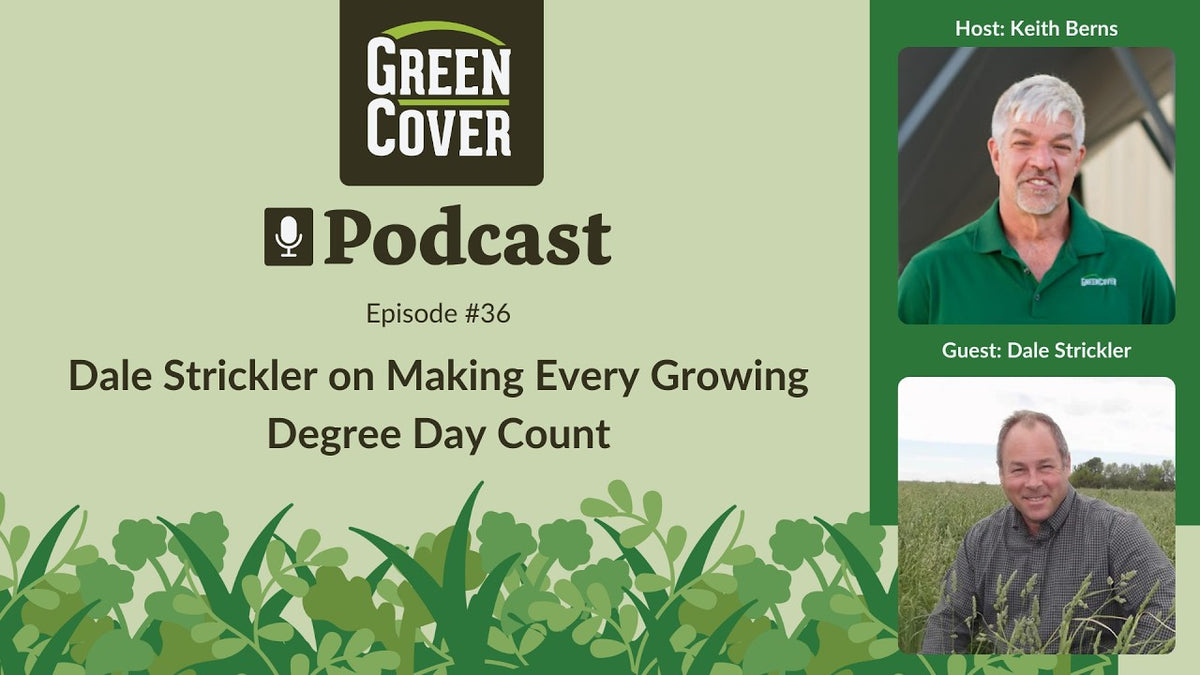 What to Plant After Wheat Harvest: High-Quality Forage and Free Nitrogen