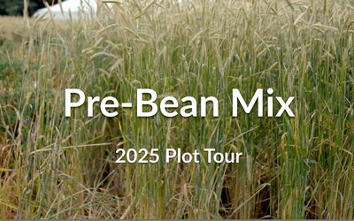 Pre-Bean Mix: Why Add Rapeseed and Flax to Your Rye Cover Crop