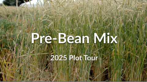 Pre-Bean Mix: Why Add Rapeseed and Flax to Your Rye Cover Crop