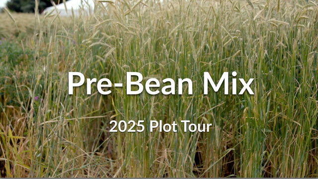 Pre-Bean Mix: Why Add Rapeseed and Flax to Your Rye Cover Crop