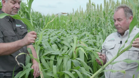 Dwarf 110 Sorghum for Silage and Winter Grazing