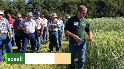 Winter Annual Monocultures for Grazing and Soil Health