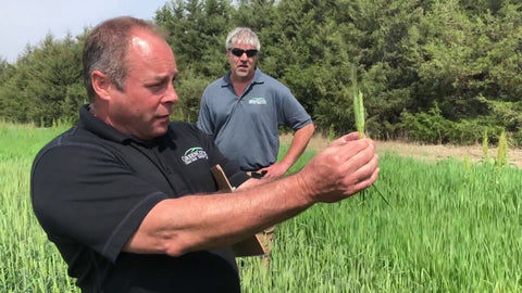 Gore Winter Wheat for Early Grazing and Forage
