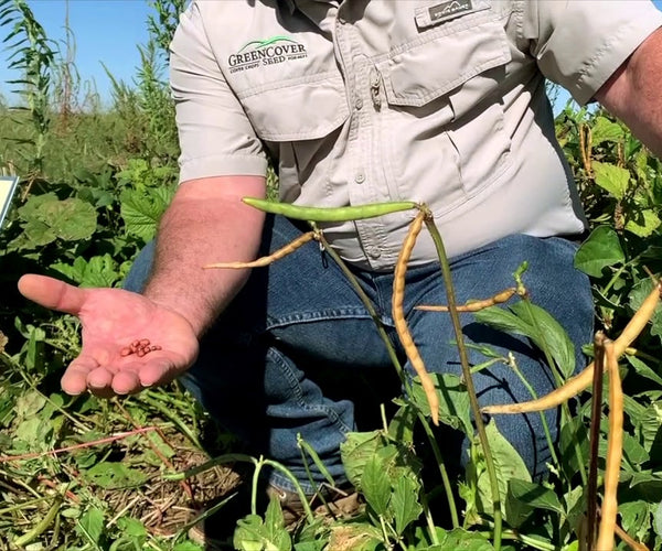 Cowpeas Red Ripper and Mung Beans: Early Maturing Summer Legumes ...