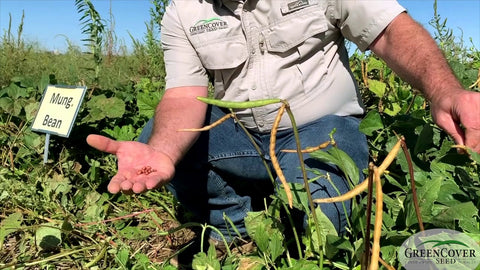 Cowpeas Red Ripper and Mung Beans: Early Maturing Summer Legumes