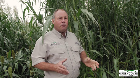 Egyptian Wheat for Wildlife: Tall Cover and Late-Season Food